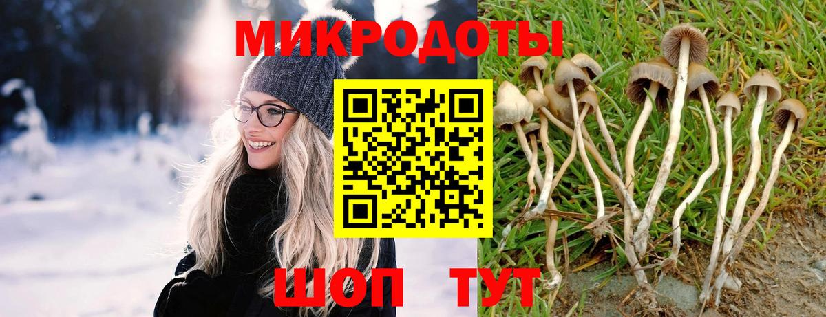 Галлюциногенные грибы Psilocybine cubensis Новороссийск